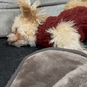 謎の行動の画像