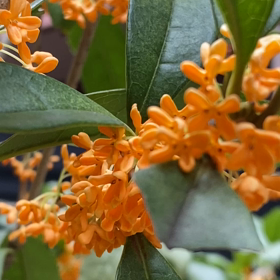 最高気温17度、秋が深まってます？の画像
