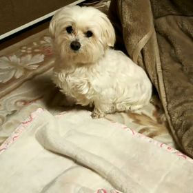 江戸モアゼル　第4話から6話の画像