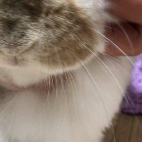 スペシャルマッサージの画像