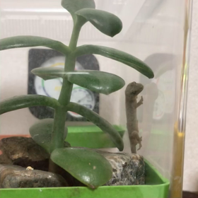 ニホンヤモリ飼育日記 70 あ！エサ係さんだ！！の画像