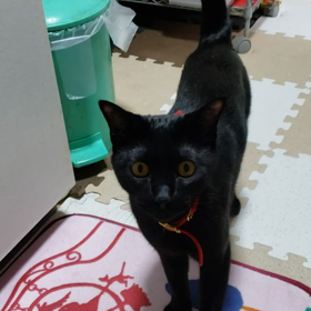 食いはぐれたペロンの画像