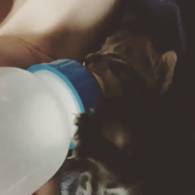 ニャンコダイアリーの画像