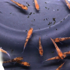 里子へ。の画像