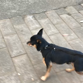 ♪お散歩動画♪代々木公園♪の画像