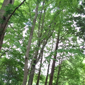 森の演奏会♪の画像