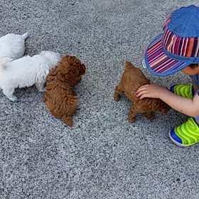 甥っ子と子犬♪の画像