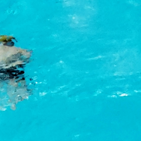 今日から孫は水泳練習…♡♪の画像