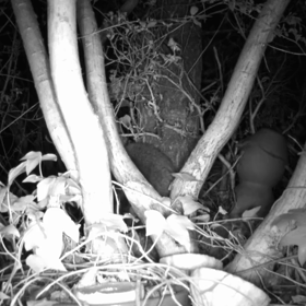 すぎぴたんの事件簿シーズン3　440話（新年あけましておめでとうございます）の画像