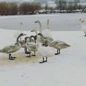 伊豆沼　白鳥の湖の画像