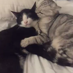 天使動画の巻 ❤️の画像