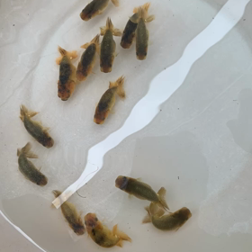 まだ色変わり中の画像