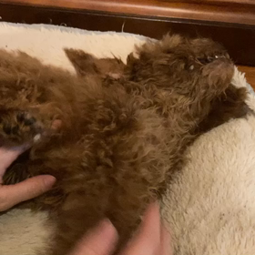 べるちゃん、、。の画像