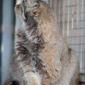 体調不良 黄砂アレルギーかな？？の画像