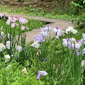 少しの癒しを…の画像