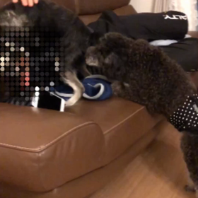 ぼくのにいちゃんだぞ！の画像