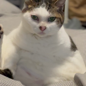 おはようございますの画像