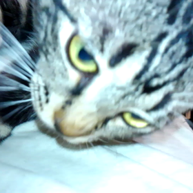 甘えん坊の画像