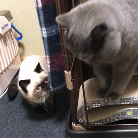 なかなか仲良くなれない2匹の画像