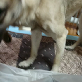 (ΦωΦ)猫釣(;`ー´)o/￣￣￣￣~>ﾟ))彡の画像