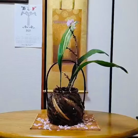 テーマ　桜をいけるの画像