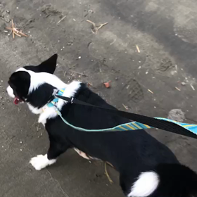 ♪お散歩動画♪お台場海浜公園♪の画像