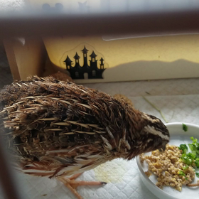 お願い食べて(´Д` )の画像