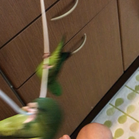 我が家のマスコット トリ夫 ちよじの画像