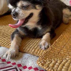 最近のララですの画像