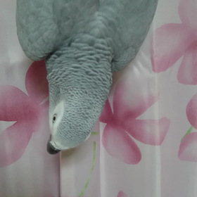 起きるのが遅かったので(￣▽￣;)の画像