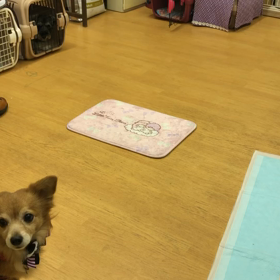 マロン編。の画像