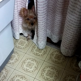 心配なの？の画像