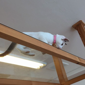 猫カフェムービー68  猫カフェバロンの画像