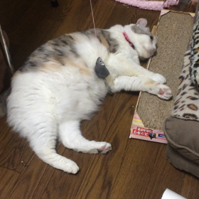 祝！！ネネちゃん13歳(≧∀≦)の画像