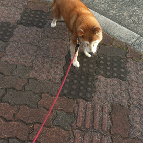 ゾウ。笑笑の画像