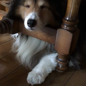 次男とワンコの関係の画像