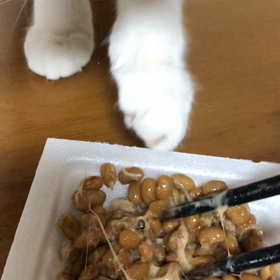 マリーちゃん納豆好きなの？の画像