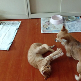 猪木VSアリの画像