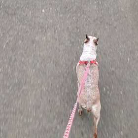 エルザまもなく１６歳の画像