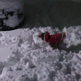 動画投稿してみましたの画像