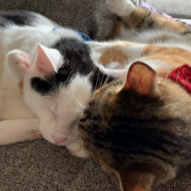 今日はハグの日 〜きゃびあずのハグ動画編〜の画像