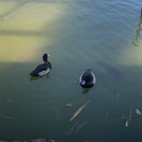 ギョギョッ！の画像