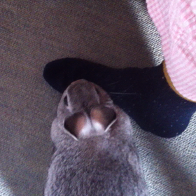 ほりほりほりほり、ウサっの画像