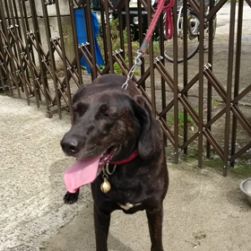 プロツト ハウンド雄３才【原産地アメリカ】の画像