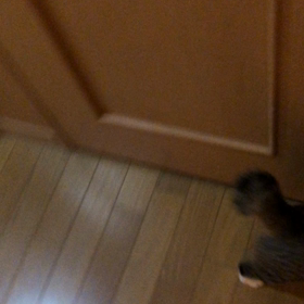 新入りマリーにゃん獲物を探す。の画像