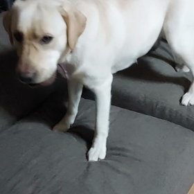 ラブとプードルの奪い合い❗の画像