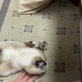 今日のマロンの画像