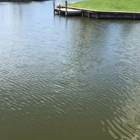 カーディガン君とイルカの画像