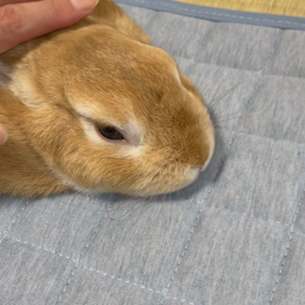 け・づ・く・ろ・いの画像