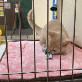 アルちゃん♡の画像